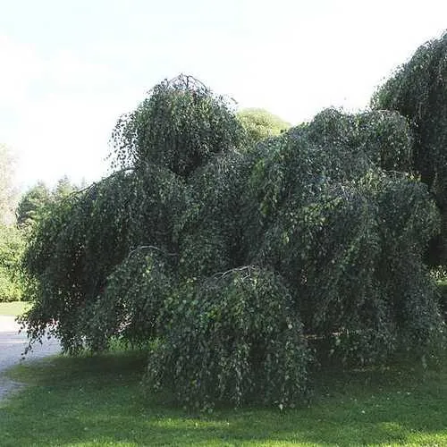 Betula pendula Youngii