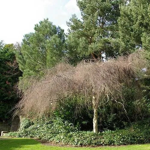 Betula pendula Youngii