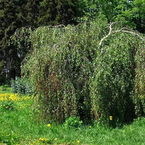 Betula pendula Youngii