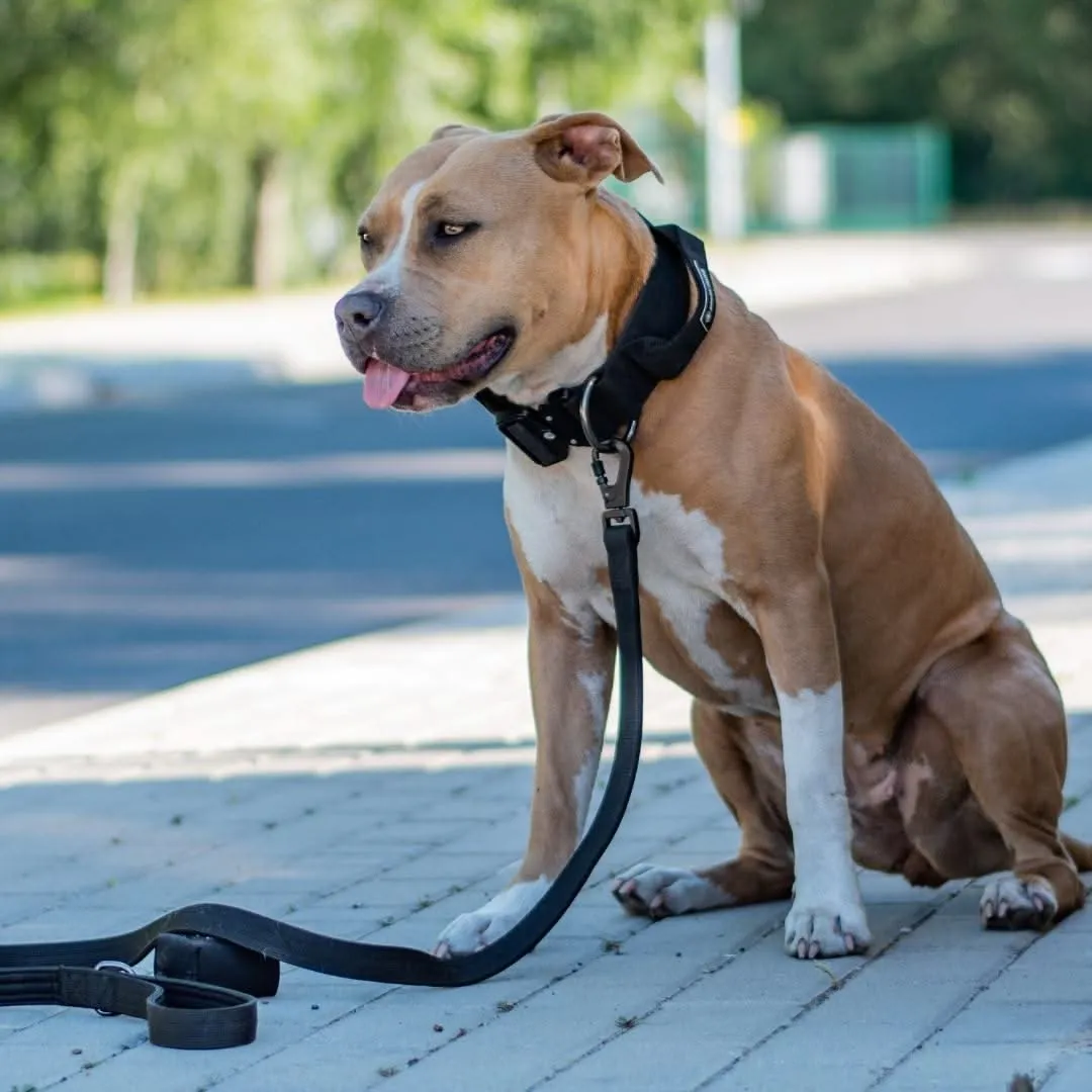 Comfort Control Dog Collar Sets