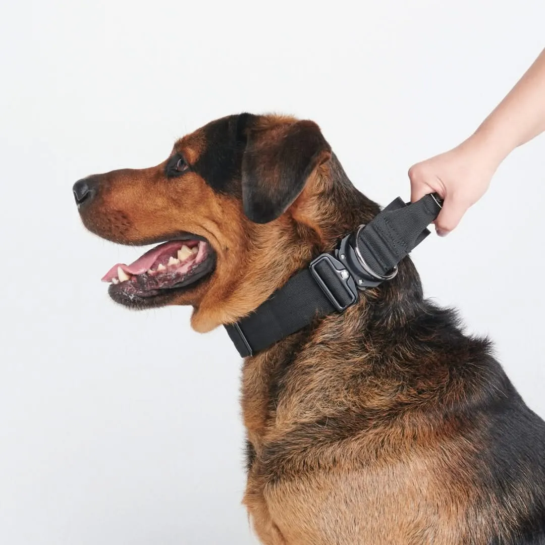 Comfort Control Dog Collar Sets